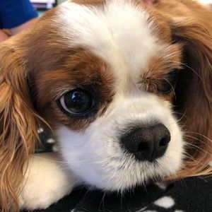 Meet your Posher, Julie